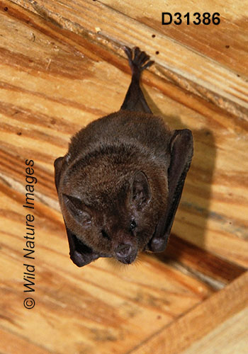 Glossophaga soricina, Pallas's Long-tongued Bat